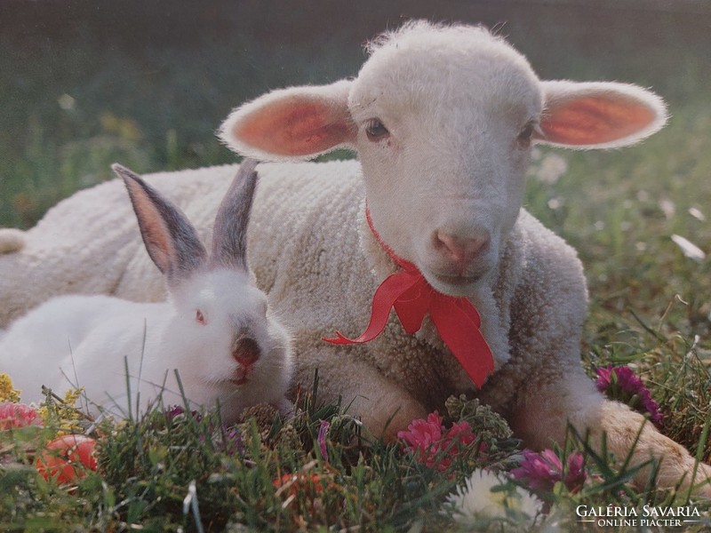 Retro húsvéti képeslap 1990 régi fotó levelezőlap nyuszi bárány