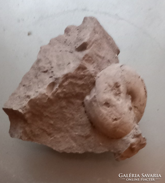 Fossilized snails embedded in limestone (5)