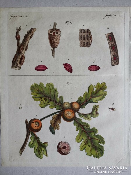 Beetles etching 1802