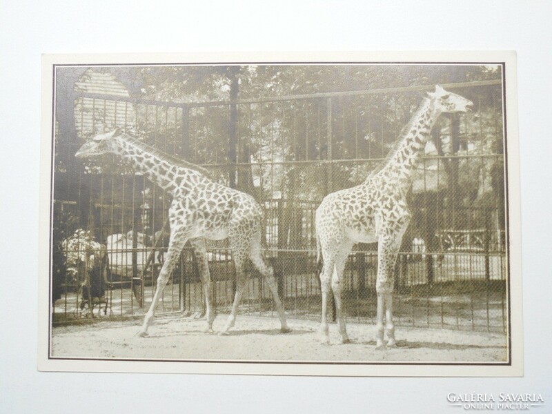 Old postcard postcard - giraffe - edition of Székesfóváros zoo