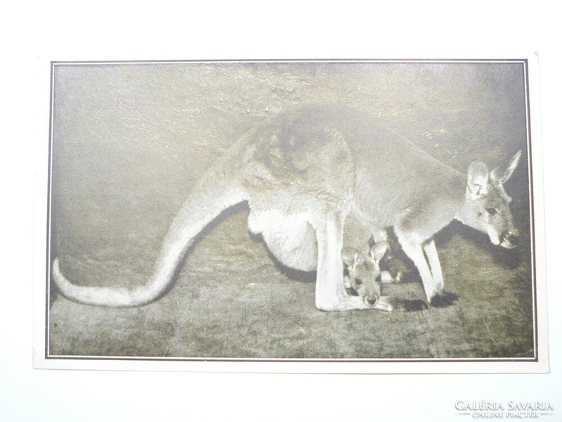 Régi képeslap levelezőlap - Nőstény óriás kenguru  - A székesfővárosi állatkert kiadása 1910-es évek