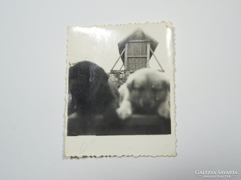 Old photo photo - dog, puppy approx. From the 1940s-70s