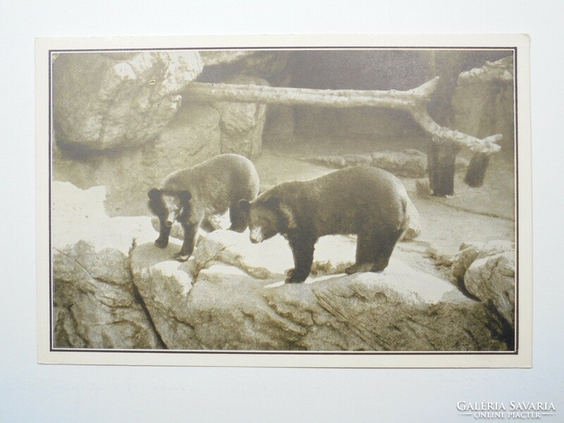 Old postcard postcard - playful polar bears - published by Székesfóváros zoo