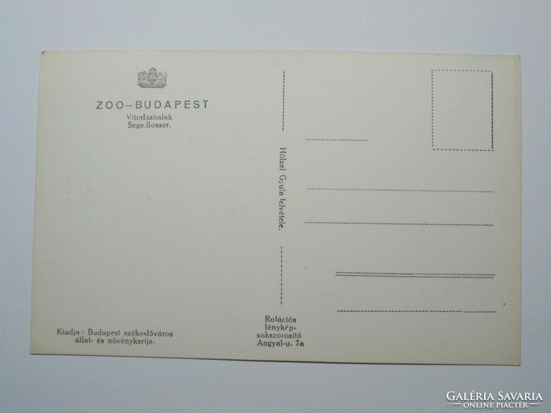 Régi képeslap levelezőlap - Vitorláshal - Székesfővárosi Állatkert kiadása