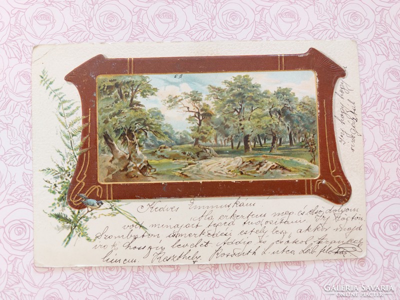 Régi képeslap 1901 dombornyomott levelezőlap tajkép erdő