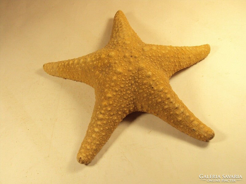 Tengeri csillag átmérő: 21 cm