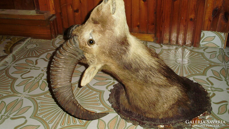 Mouflon trophy, preparation on a wooden base