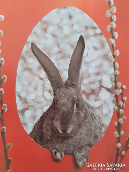 Retro Easter postcard 1981 bunny photo postcard