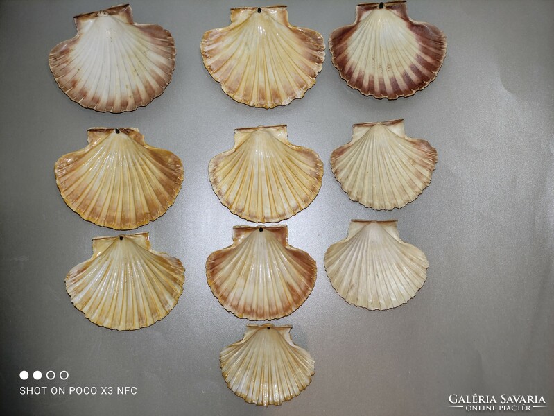 Tengeri shell kagyló egy darab elérhető