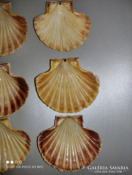 Sea shells for the price of 20 pieces