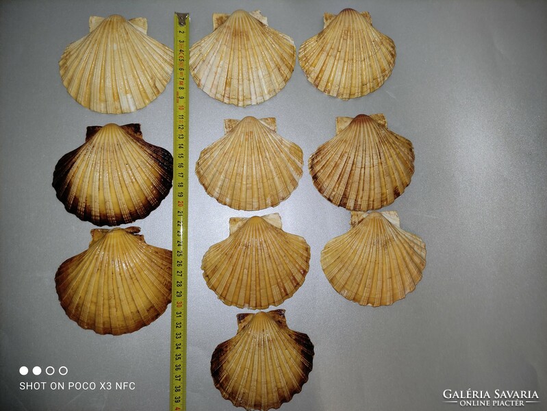 Tengeri shell kagyló 20 db darabáron