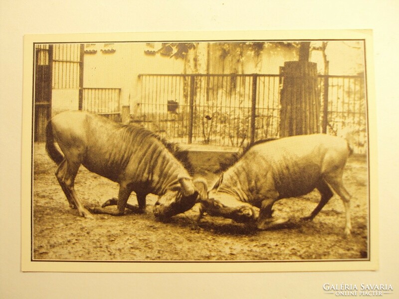 Old postcard postcard - struggling striped wildebeest - published by Székesfóváros Zoo