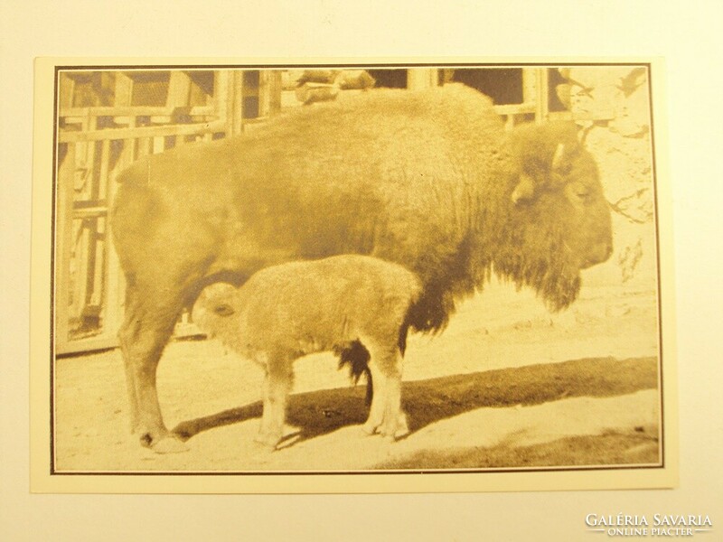 Old postcard postcard - American bison cow a few days old - published by Székesfóváros Zoo