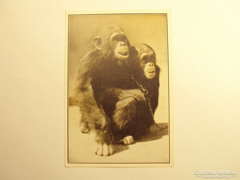 Old postcard postcard - boby and daisy, the young chimpanzees - published by Székesfóváros Zoo