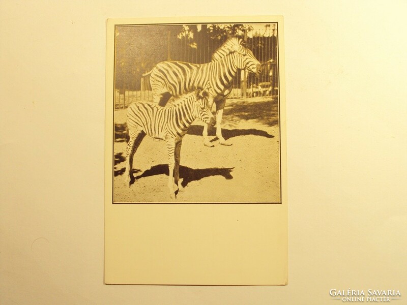 Régi képeslap levelezőlap - Zebracsikó anyjával - Székesfővárosi Állatkert kiadása