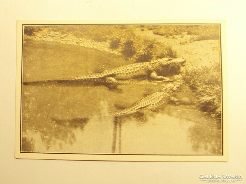 Old postcard postcard - pike-nosed alligators - published by Székesfóváros zoo