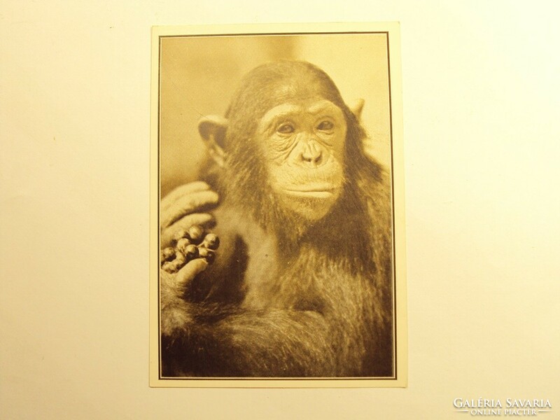 Old postcard postcard - boby, the male chimpanzee eats grapes - published by Székesfóváros Zoo