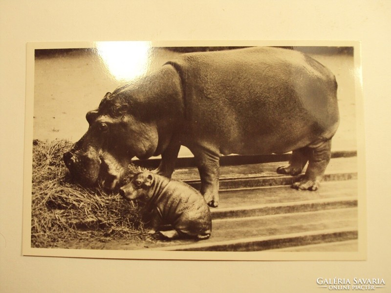 Old postcard postcard - hippopotamus mother with her newborn son - published by Székesfőváros zoo