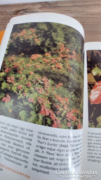 2 db Mezőgazdasági Kiadó könyve 1987,1981 - 88 színes oldal - a díszfákról , a déligyümölcsökről