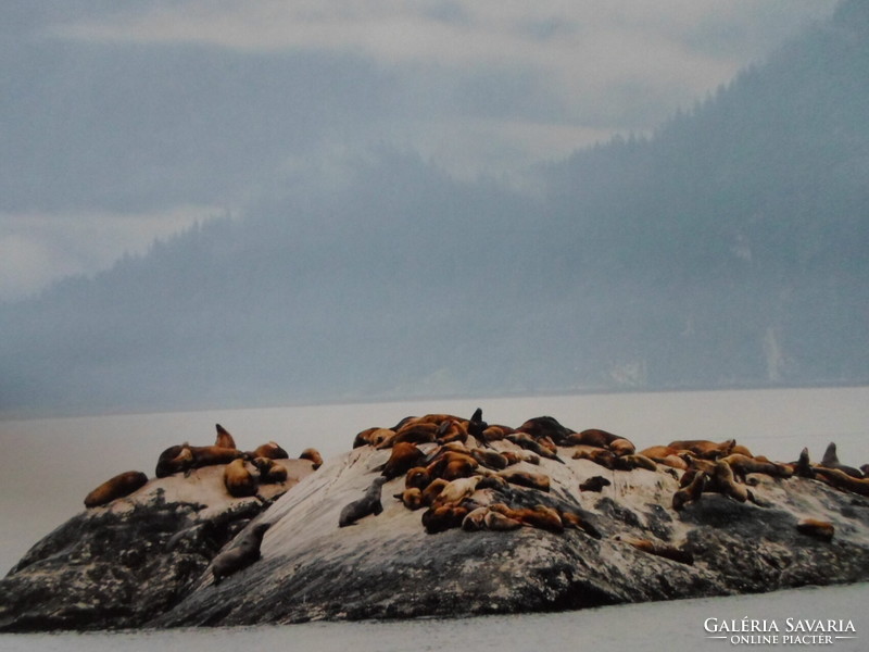 Poszter 8.: Oroszlánfókák az alaszkai Glacier Bay Nemzeti Parkban (fotó; sarkvidék, fóka)