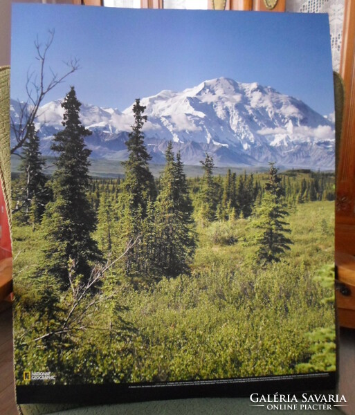 Poster 18.: Denali National Park, Alaska (photo; pine, mountain)