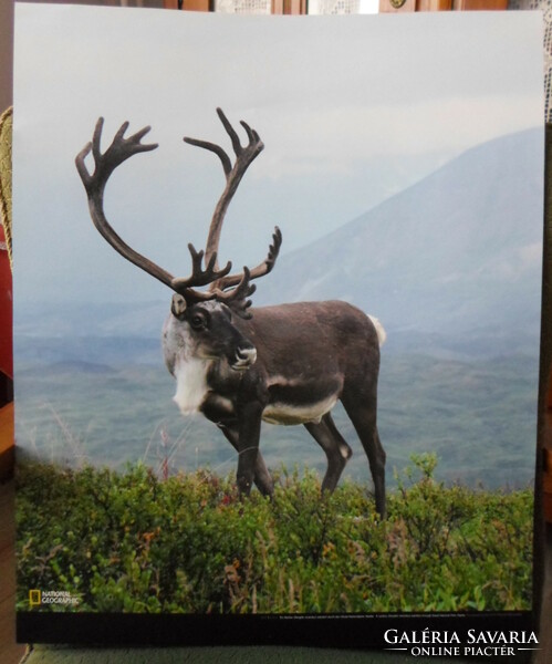Poszter 17.: Rénszarvas az alaszkai Denali Nemzeti Parkban (fotó)