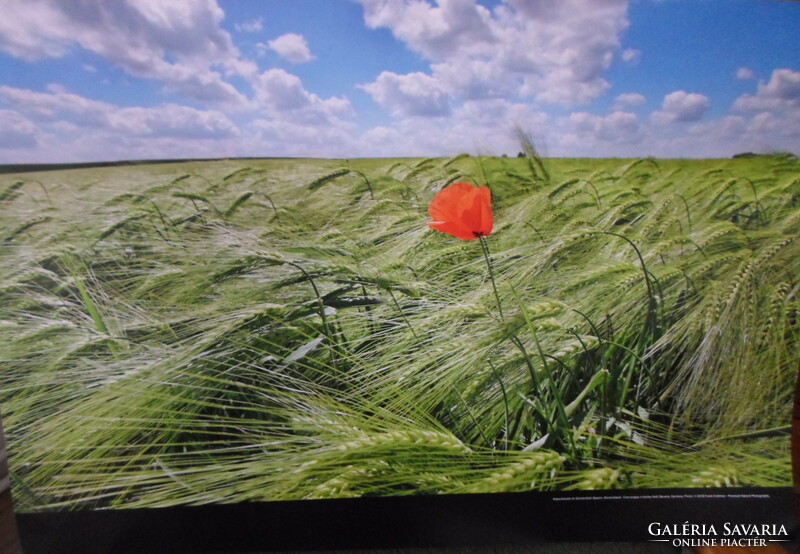 Poster 4.: Poppies in the wheat field, Bavaria (Germany, photo)