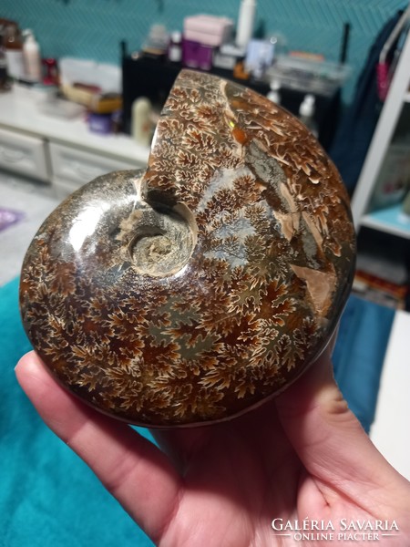 10 cm thick, original flawless beautiful whole monumental Madagascar ammonite / ammonite fossil