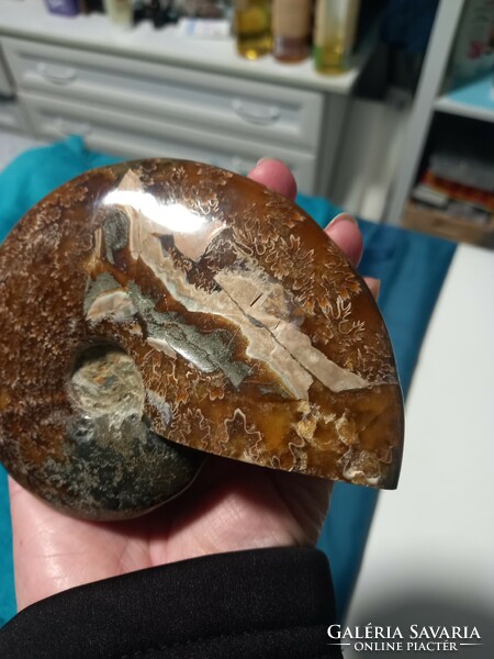 Hatalm10cm es Eredeti hibátlan szép egesz  monumentális madagaszkári ammonita / ammonitesz fosszília
