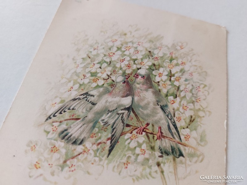 Régi képeslap 1900 levelezőlap galambok virágok