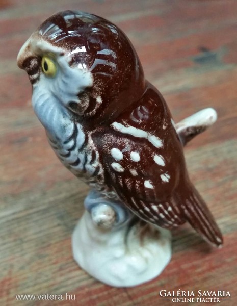 Goebel is a very rare owl