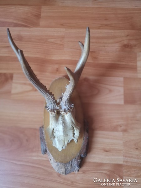 Antlers, roe deer antlers, trophy from 1939