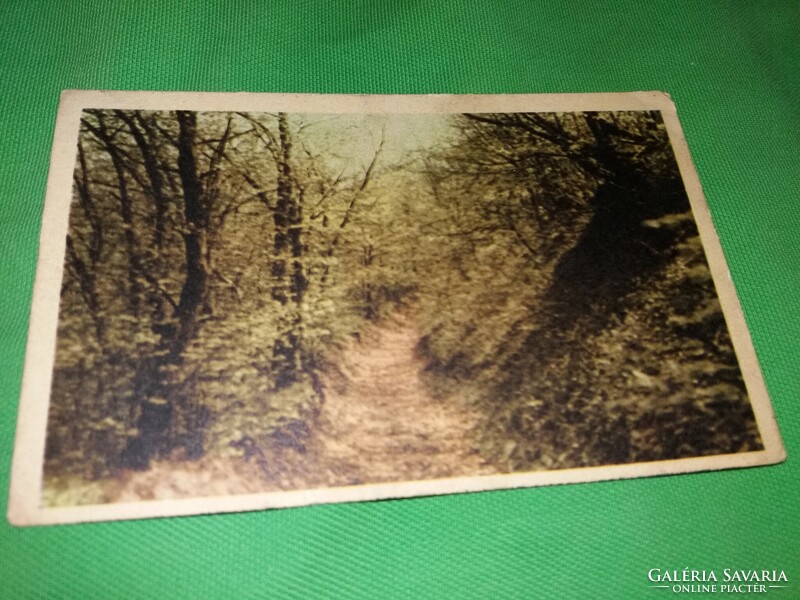 Antik cc. 1950 retusált színes fotó erdei ösvény képeslap a képek szerint