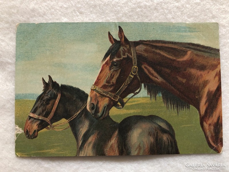 Antique, old equestrian postcard - post clean -5.