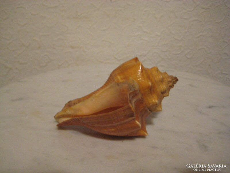 Sea snail 9.5 cm