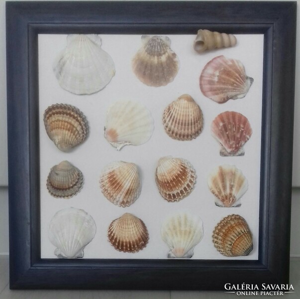 Shells, snail collection, decoration