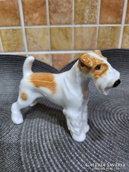 Lomonosov fox dog