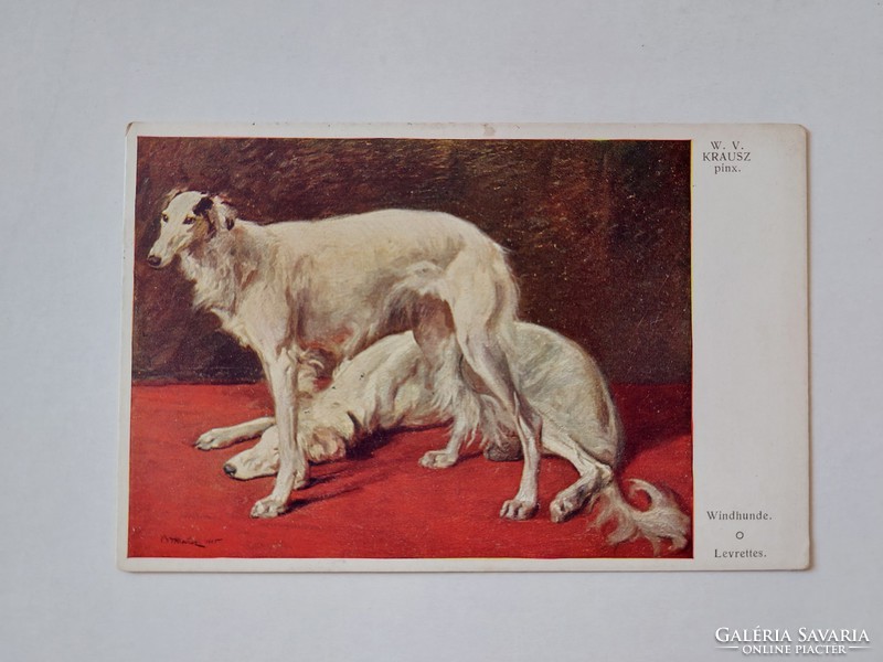 Régi képeslap művészeti levelezőlap agár kutyák