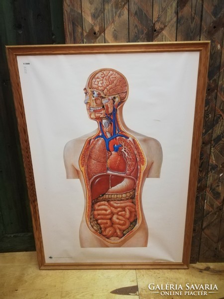 Anatómia oktató tábla, torso