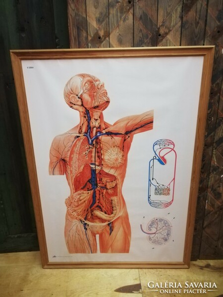 Anatomy educational board, heart and main vascular system