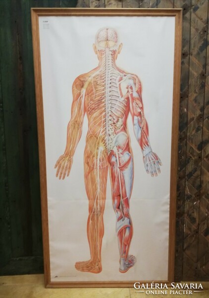 Anatomy educational board, nervous system