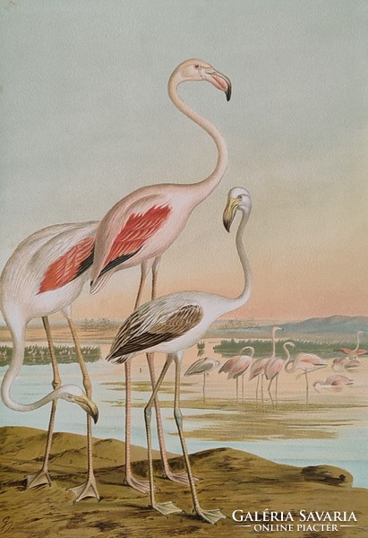 Phoenicopterus roseus Pall (rózsás flamingó)