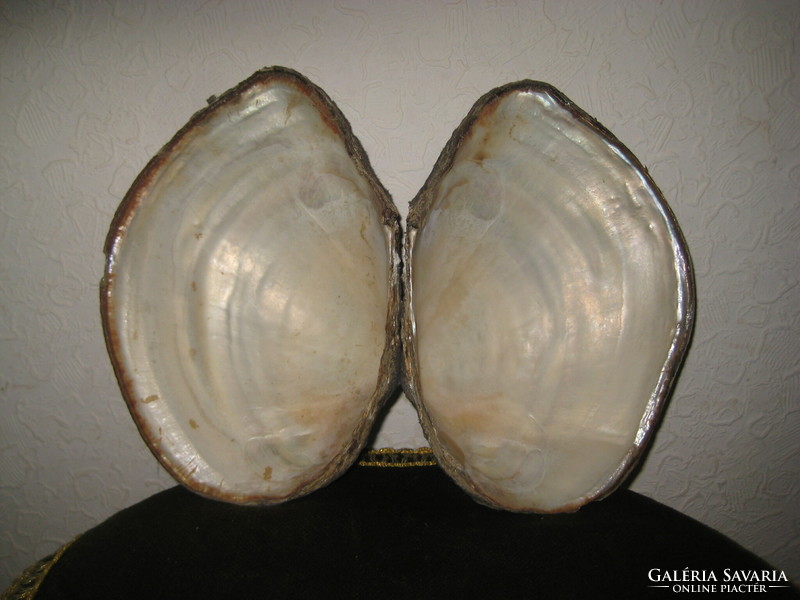 Kagyló  párban  , 12,5 x 18 cm