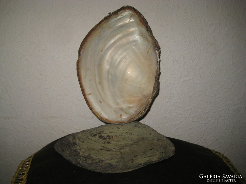 Kagyló  párban  , 12,5 x 18 cm