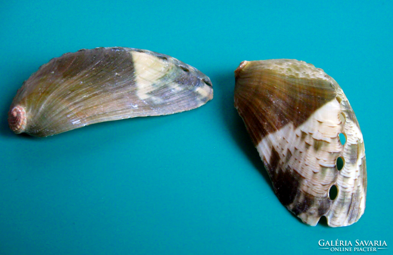 Gyöngyház belsejű - Abalone - tengeri fülcsiga héj -  egyoldalas