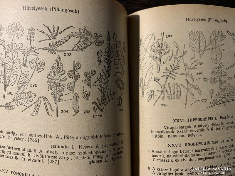 Alder: plant identifier / 1955