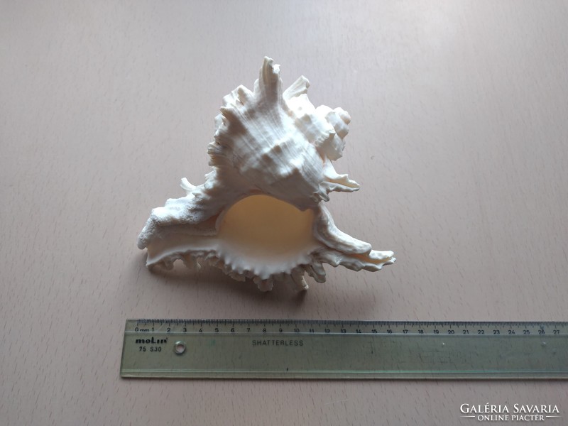 Large, white sea shell