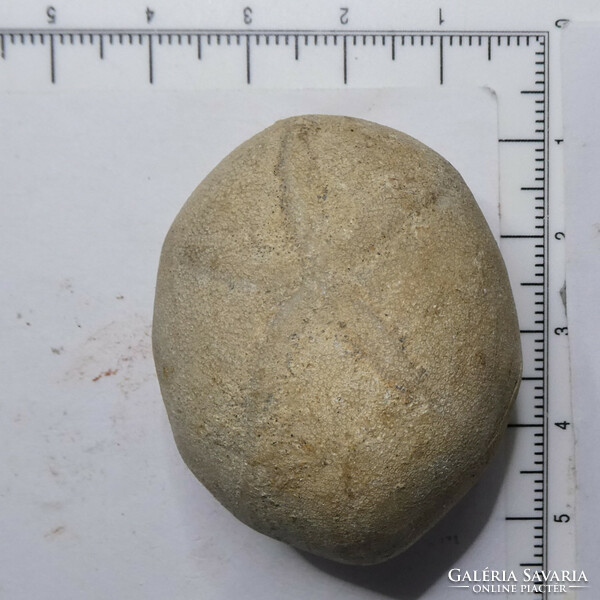 Sea urchin fossil (echinolampas) 37 grams