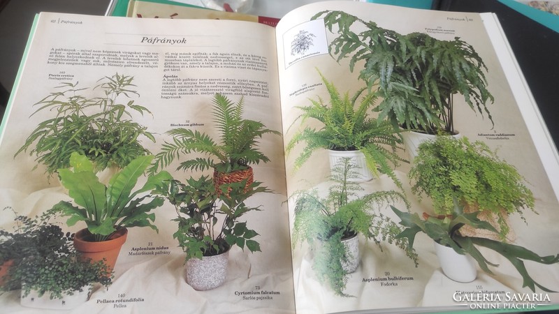 Book, care of indoor plants