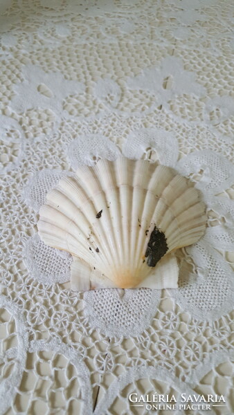 Original sea shell